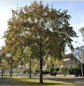 Acer platanoides