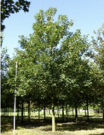Acer pseudoplatanus