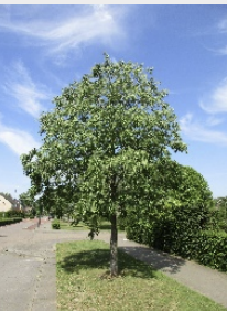 Celtis australis
