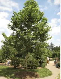 Platanus acerifolia