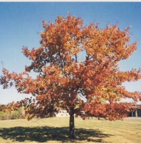 Quercus rubra