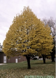 Tilia tomentosa