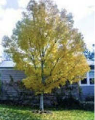 Fraxinus excelsior