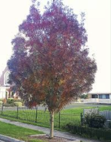 Fraxinus oxycarpa